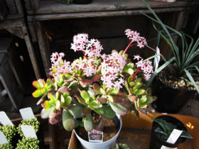 多肉植物・サボテンの紹介