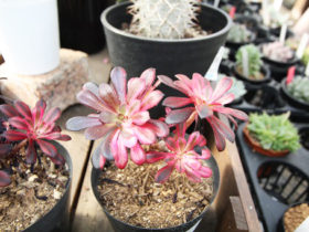 多肉植物・サボテンの紹介