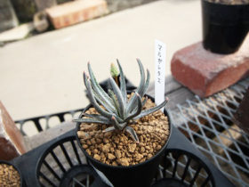 多肉植物・サボテンの紹介