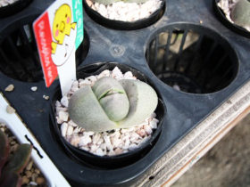 多肉植物・サボテンの紹介