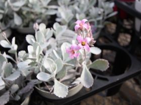 多肉植物・サボテンの紹介