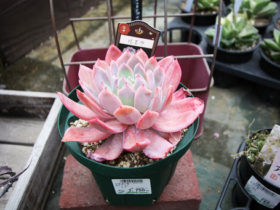 多肉植物・サボテンの紹介