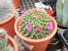 多肉植物・サボテンの紹介