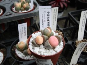 多肉植物・サボテンの紹介