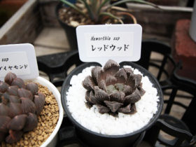 多肉植物・サボテンの紹介
