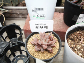 多肉植物・サボテンの紹介