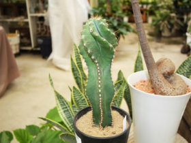 多肉植物・サボテンの紹介