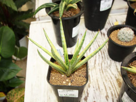 多肉植物・サボテンの紹介