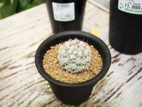 多肉植物・サボテンの紹介