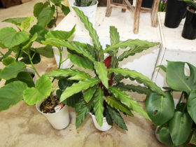 多肉植物・サボテンの紹介