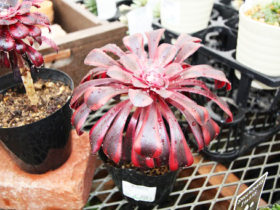 多肉植物・サボテンの紹介