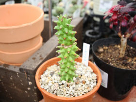 多肉植物・サボテンの紹介