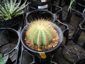 多肉植物・サボテンの紹介