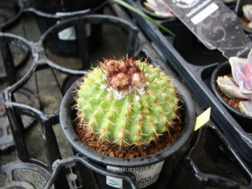 多肉植物・サボテンの紹介