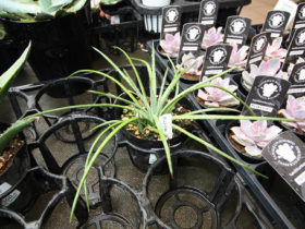 多肉植物・サボテンの紹介