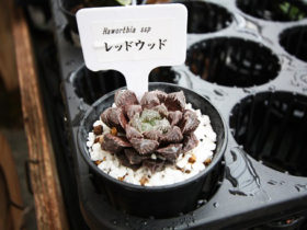 多肉植物・サボテンの紹介