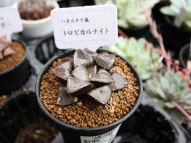 多肉植物・サボテンの紹介