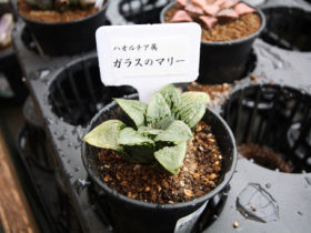多肉植物・サボテンの紹介