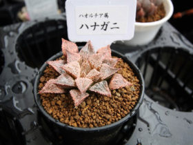 多肉植物・サボテンの紹介