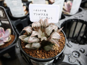 多肉植物・サボテンの紹介