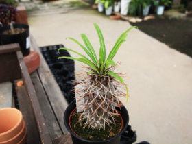 多肉植物・サボテンの紹介