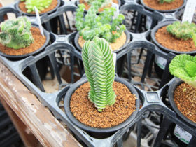 多肉植物・サボテンの紹介