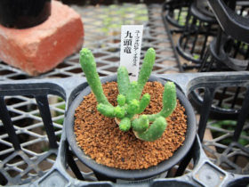 多肉植物・サボテンの紹介
