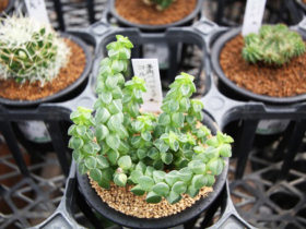 多肉植物・サボテンの紹介