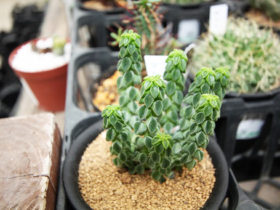 多肉植物・サボテンの紹介
