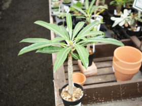 多肉植物・サボテンの紹介