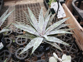 多肉植物・サボテンの紹介