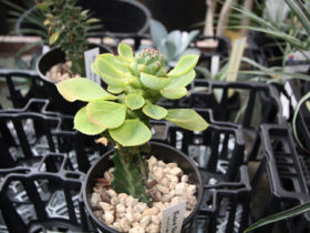 多肉植物・サボテンの紹介