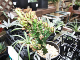 多肉植物・サボテンの紹介