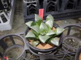 多肉植物・サボテンの紹介