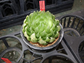 多肉植物・サボテンの紹介