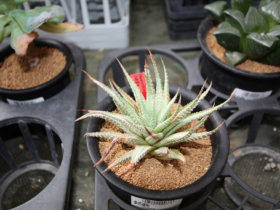 多肉植物・サボテンの紹介