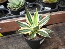 多肉植物・サボテンの紹介