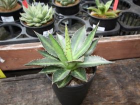 多肉植物・サボテンの紹介