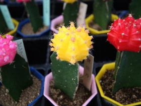 多肉植物・サボテンの紹介