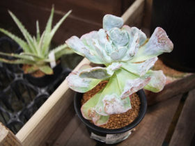 多肉植物・サボテンの紹介