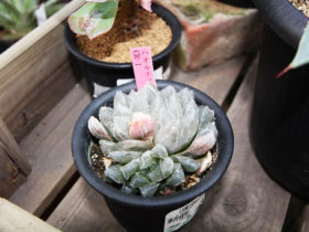 多肉植物・サボテンの紹介