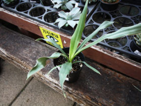 多肉植物・サボテンの紹介