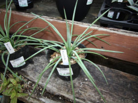 多肉植物・サボテンの紹介