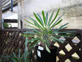 多肉植物・サボテンの紹介