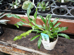 多肉植物・サボテンの紹介
