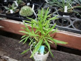 多肉植物・サボテンの紹介