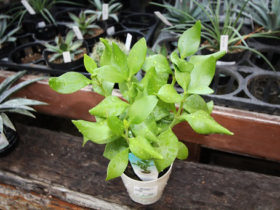 多肉植物・サボテンの紹介