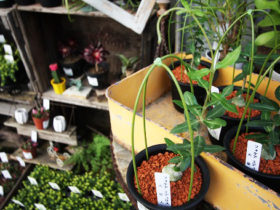 多肉植物・サボテンの紹介