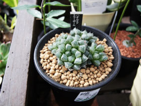 多肉植物・サボテンの紹介