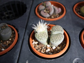 多肉植物・サボテンの紹介